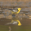 隣の隣の県の離島へ鳥を見に行った日記（２０２４　０５０２～０５０６）その７。