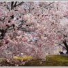 高遠でしか見ることのできない鮮やかなコヒガンザクラと桜の雲海を見に行こう