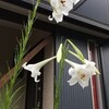 白い花🌼