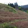 再び緑色の茶畑に！　更新園の現在