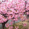 道の駅しーまーとの駐車場周辺に咲いていた桜。そして購入した生イカ。