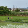 田んぼ地帯