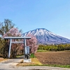 羊蹄山（蝦夷富士）と桜、真狩神社の鳥居