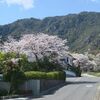 　宮浜温泉の桜