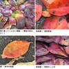 柿の落葉を詠んだ短歌　　おり立ちて今朝の寒さを驚きぬ露しとしとと柿の落葉深く　伊藤左千夫　　霜にあひて柿の落葉の積れるを井の端に出でてけさはふむなり　岡麓　　二尺にも足らはぬ柿のその落葉からくれなゐに染まりてゐたり　斎藤茂吉　　柿の葉のちりしく庭にふる雨のたゆることなき音のさびしさ　尾山篤二郎　　月夜ながら雨降り来り庭土の柿の落葉の濡れたる光　大屋正吉　　桜落葉柿の落葉のただならずけふを限りの賑はひをする　角宮悦子