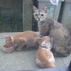 野良猫家族