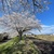 鶴見川・恩田川、桜ポタ