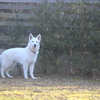 大型犬に♪牛タンの長いおやつ入荷しています