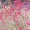 三隅梅林公園に咲いていた梅の花たちをパチリ ⑥