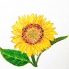 真夏の太陽の花🌻向日葵〖ひまわり〗を描きました。