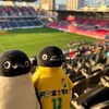 寒い中でも喜びを分かち合うペンギンたち！優勝の瞬間を見逃すな #寒さと喜び (サッカー皇后杯その2)(621)