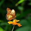 長月～庭の花で吸蜜する蝶たち