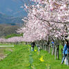 北浅羽桜堤公園のオオカンザクラ