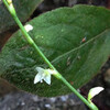 (300) Persicaria filiformis f. albiflora