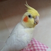 オカメインコなつきすぎ♪くちばしに食べかすついているよ~(笑)