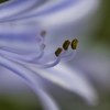 初めてのマクロ撮影　～梅雨空の花たち（最終回）～