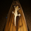 トッケイヤモリ Gekko gecko