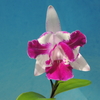 Cattleya intermedia `Yuuen'　優艶　