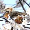 続・満開の桜とヒヨドリ。花の蜜をついばむ。（靖国神社［東京都千代田区］）