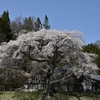 観音堂の桜　　（売木村）　2016_04_15