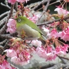 西山神社の緋寒桜とメジロ　遅すぎた？花見🌸