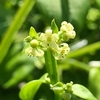 日本茜の開花