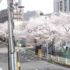 名古屋の長男のワンルームアパートから眺める桜