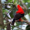 アンデスイワドリ(Andean Cock-of-the-rock)