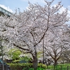 フォビオンセンサーの桜