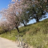 4月10日　ちょっとそこまで　岡崎公園の五万石藤