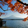 河口湖紅葉まつり 開催中です