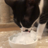 【夏限定】大量の氷を目の当たりにした猫はこちらです...