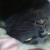 今日の黒猫モモさんの動画（猫が噛むのは甘え？）－１２７