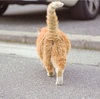 野良猫に導かれて居酒屋へ