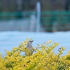 フナシマネシツグミ Tropical Mockingbird