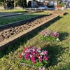 花壇の花植を行いました。