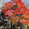 札幌の紅葉もそろそろ終わりですね＜さっぽろの四季＞