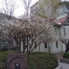 先月の市内の桜