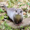 ニホンカワウソ調査録