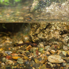 ハコネサンショウウオ（幼生） Onychodactylus japonicus