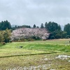 花友さん家のチューリップ満開