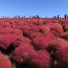 ひたち海浜公園のコキアを見に行ってきた