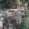 「桑田・里山の会」10月定例会
