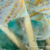 【スナップ】ケヤリ林とウミタケハゼ＠anilao