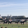 また、東京競馬場へ行ってきました〜