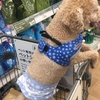 新しいハーネス