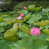 盂蘭盆大供養会の申込など