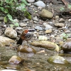 ヒメマルハシ(Taiwan Scimitar-Babbler)