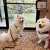 親戚犬