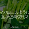 2063食目「マカロニのように茎が空洞な野菜」ヨウサイとも呼ばれているクウシンサイ